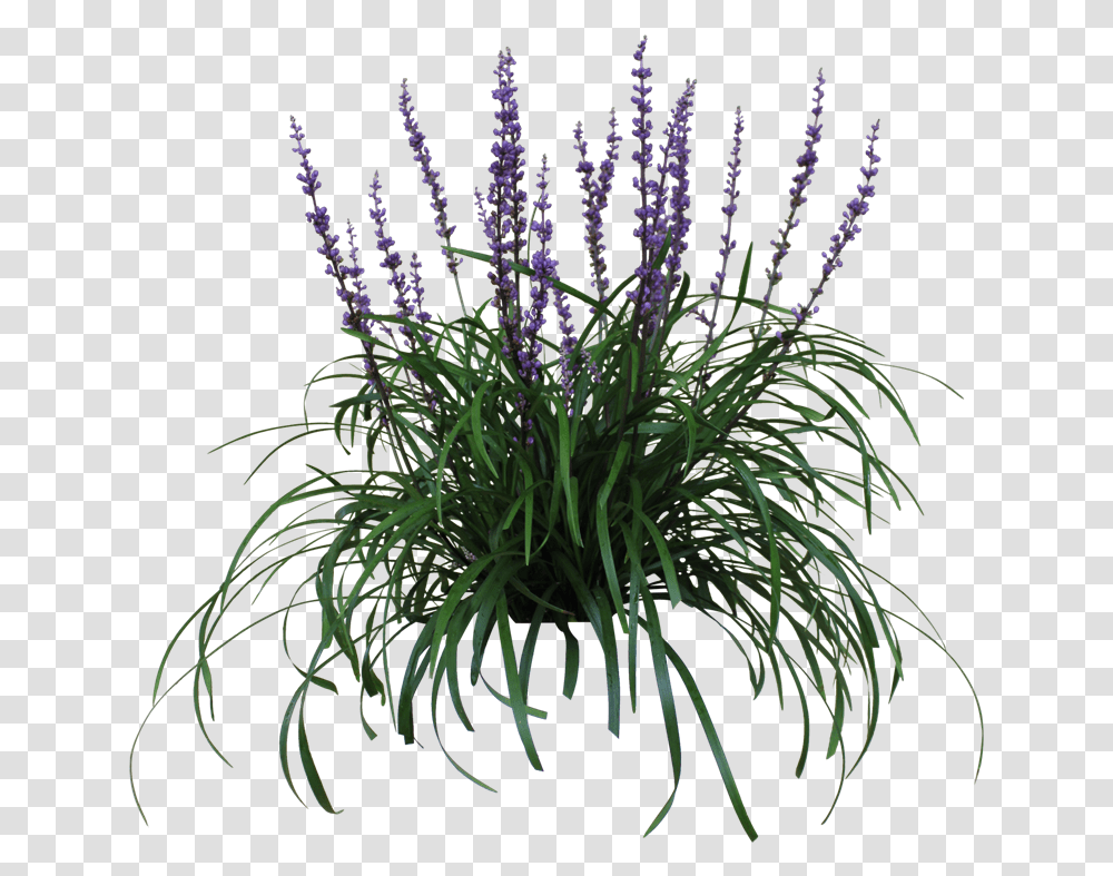 Purple Flowers Hd Download Liriope, Plant, Blossom, Lavender, Lupin Transparent Png