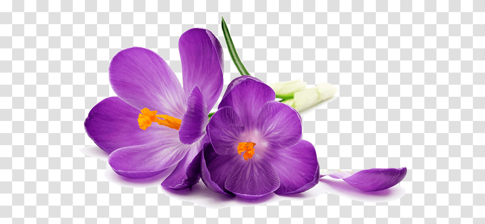 Purple Flowers Image Purple Flower, Plant, Blossom, Crocus, Petal Transparent Png