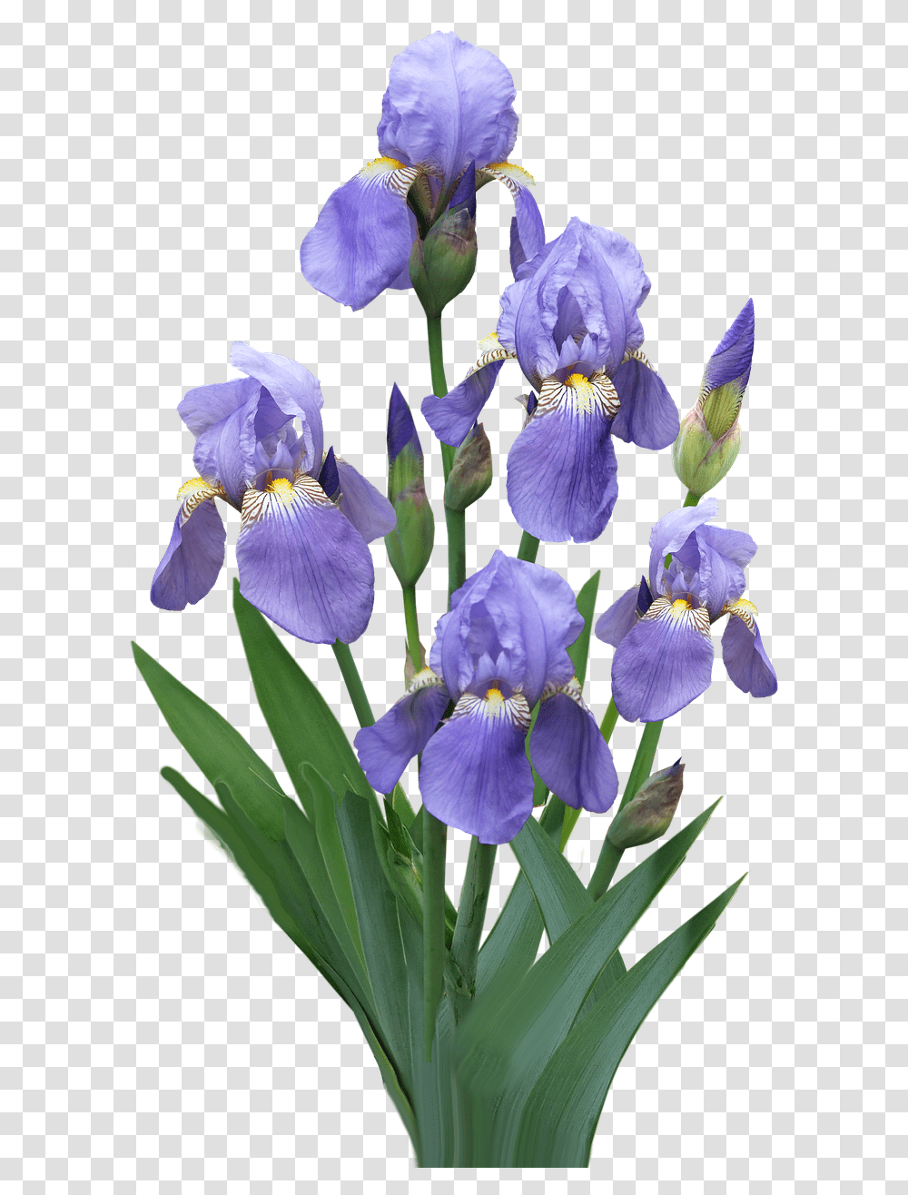 Purple Flowers Iris Algerian Iris, Plant, Blossom, Petal, Anther Transparent Png