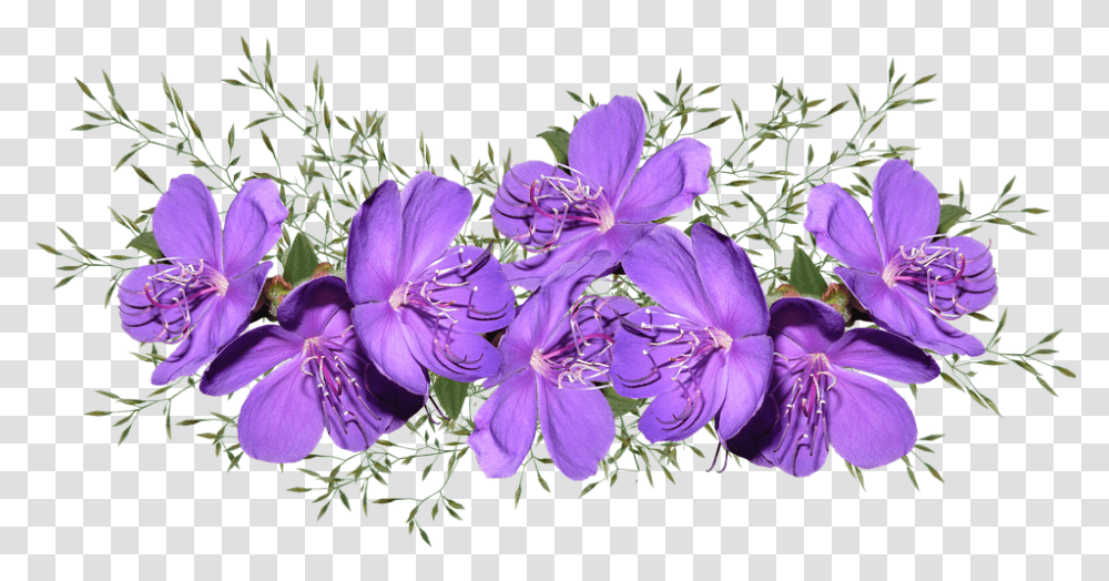 Purple Flowers Purple Flower Images, Geranium, Plant, Blossom, Petal Transparent Png