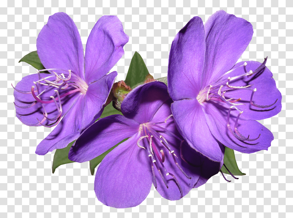 Purple Flowers Violet Flower, Geranium, Plant, Blossom, Petal Transparent Png