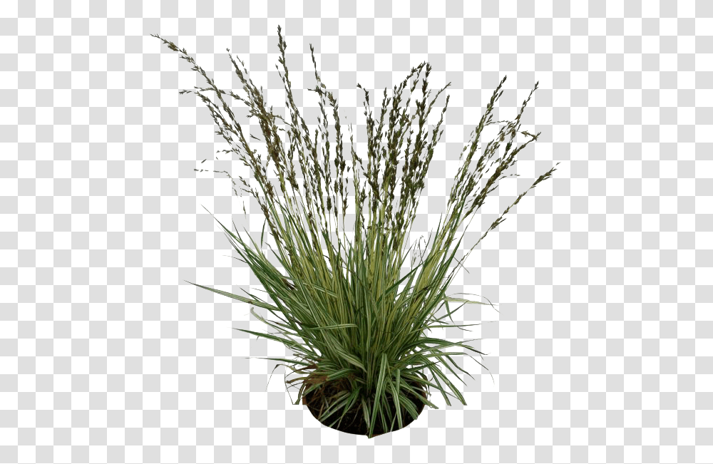 Purple Fountain Grass, Plant, Bush, Vegetation, Agropyron Transparent Png