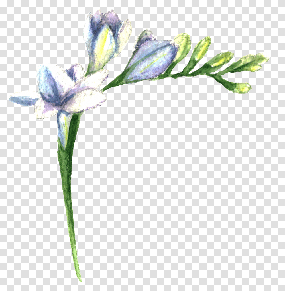 Purple Fresh Flower Lily, Iris, Plant, Blossom, Petal Transparent Png