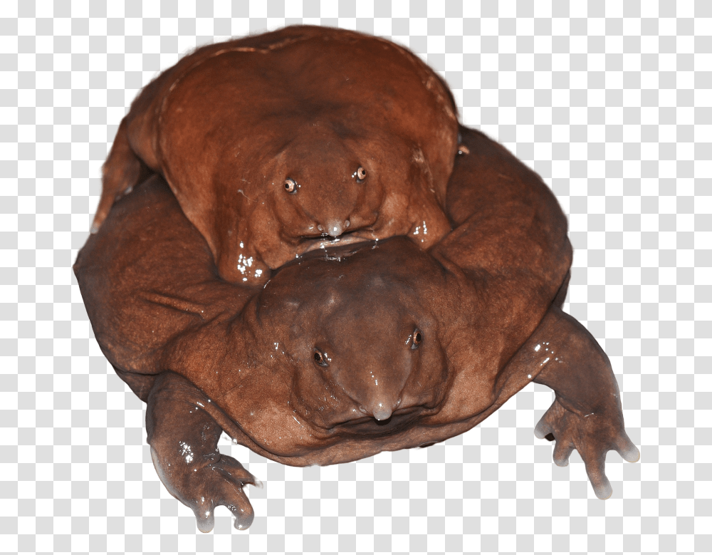 Purple Frog Sandeep Das, Wildlife, Animal, Dog, Pet Transparent Png