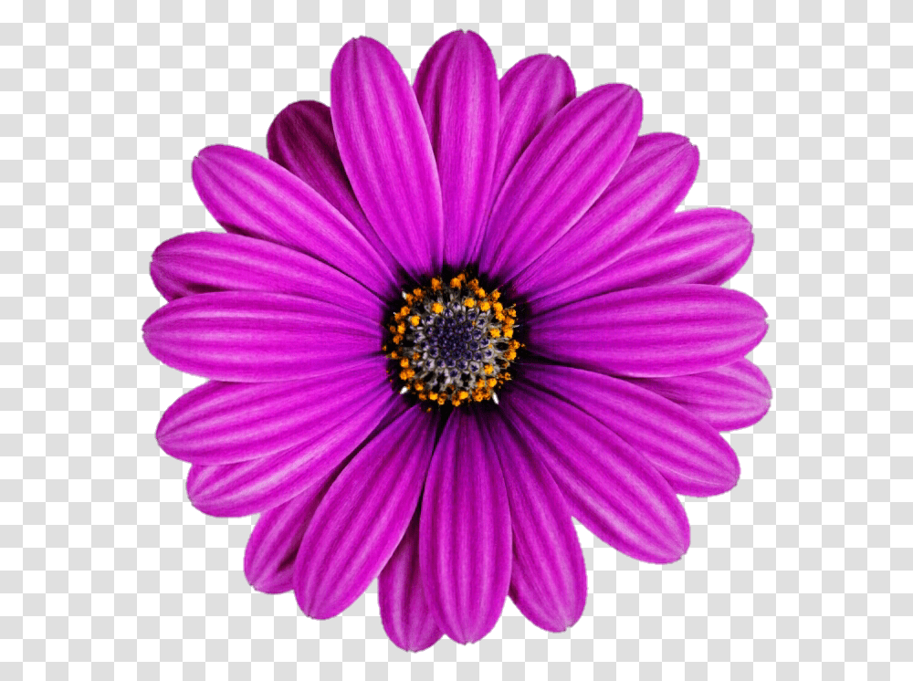 Purple Gerbera Daisy Transvaal Daisy, Plant, Flower, Daisies, Blossom Transparent Png