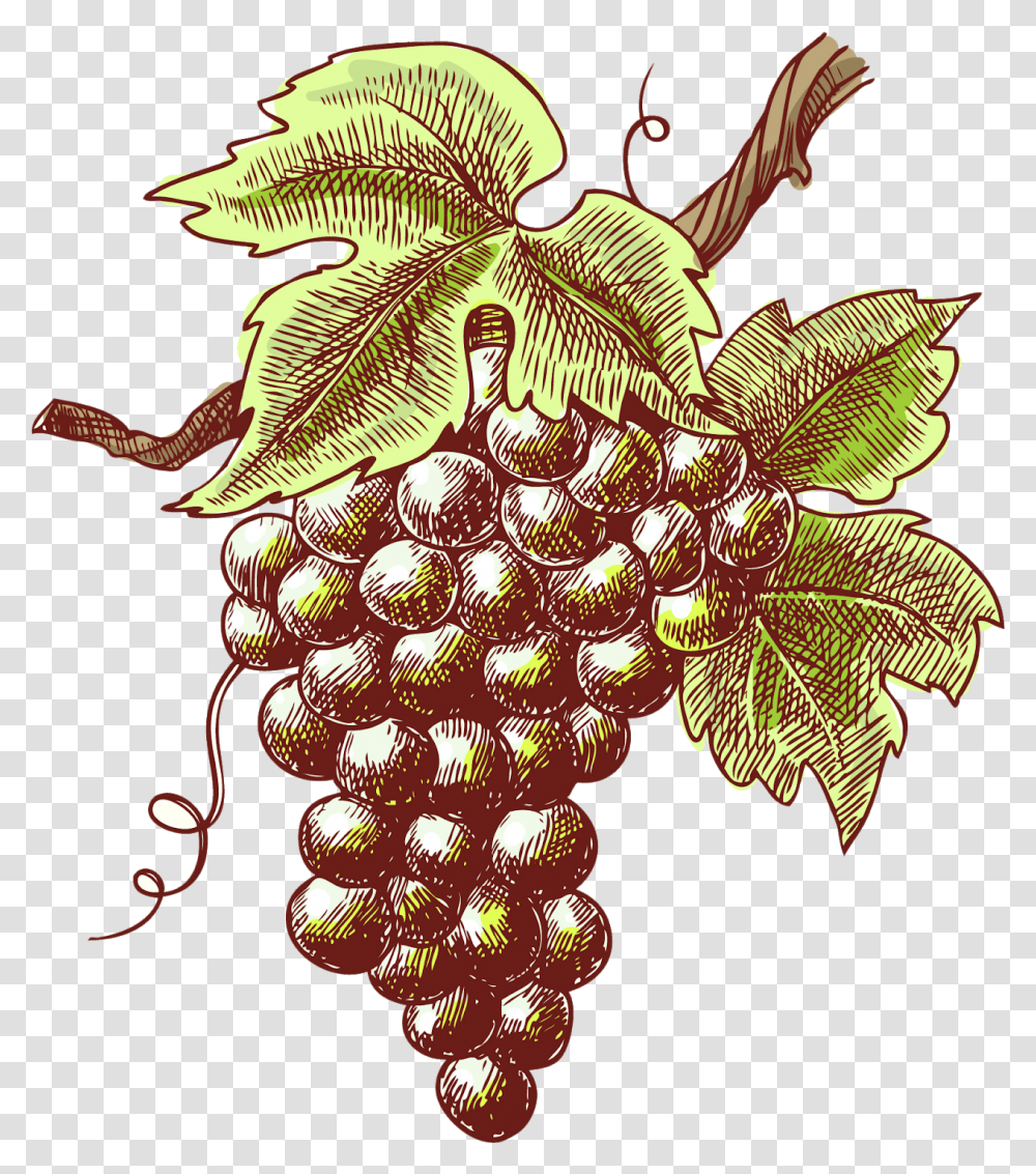 Purple Grape Clipart Grape Sketch, Plant, Chandelier, Lamp, Fruit Transparent Png