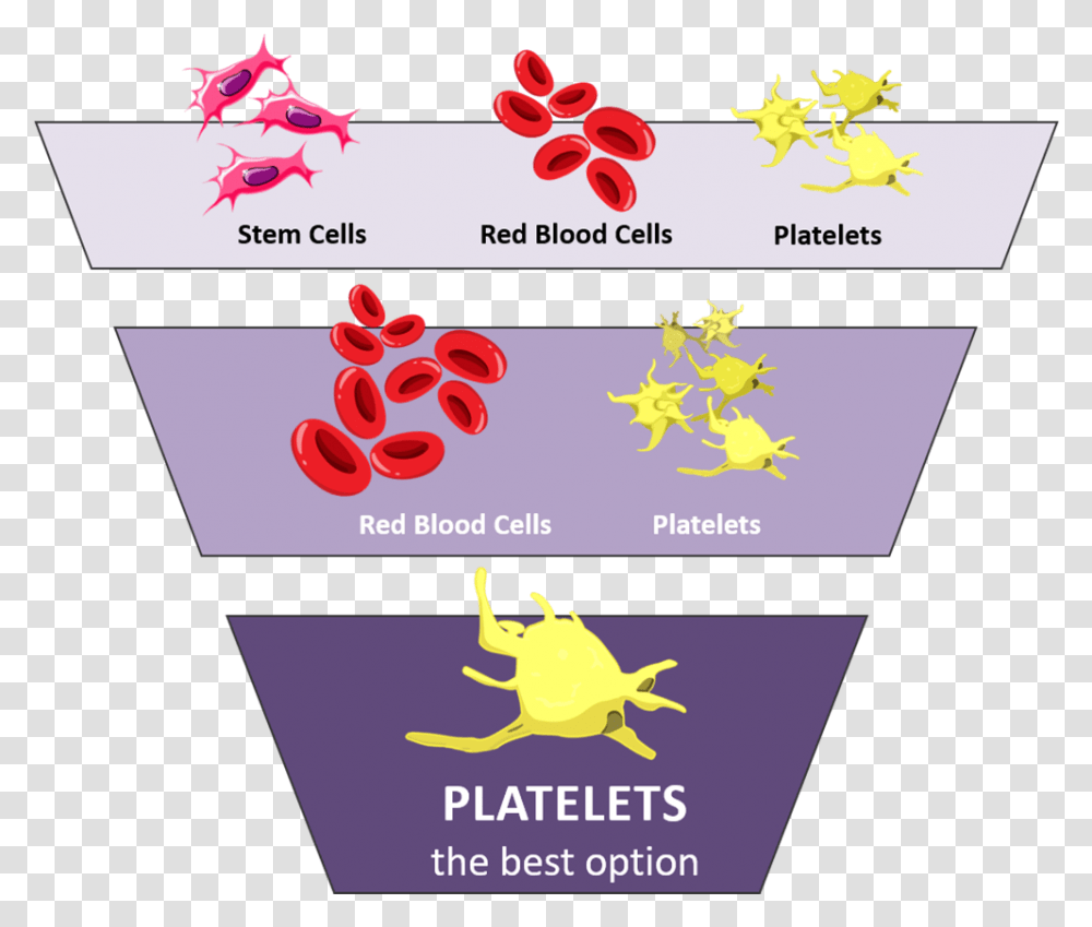 Purple Graphic With Icons For Platelets Red Blood, Paper, Poster, Advertisement Transparent Png