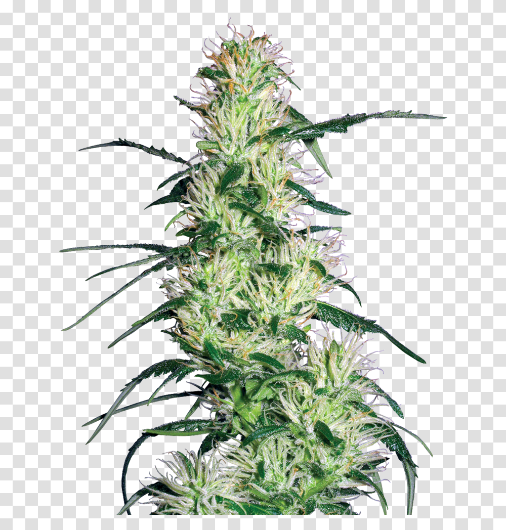 Purple Haze, Plant, Hemp, Weed, Christmas Tree Transparent Png