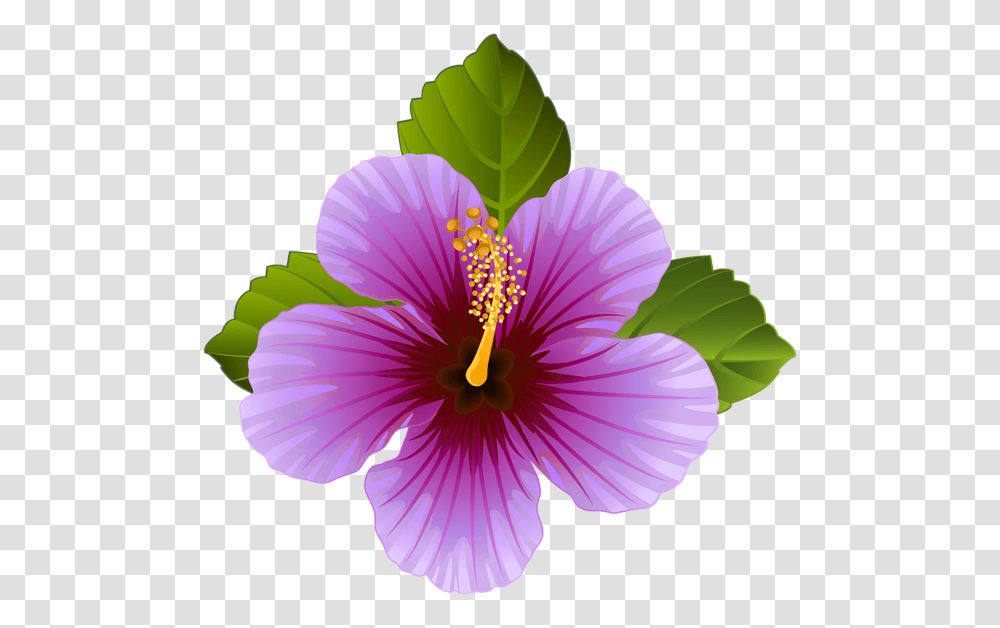 Purple Hibiscus Flower Clipart, Plant, Blossom, Geranium, Anther Transparent Png