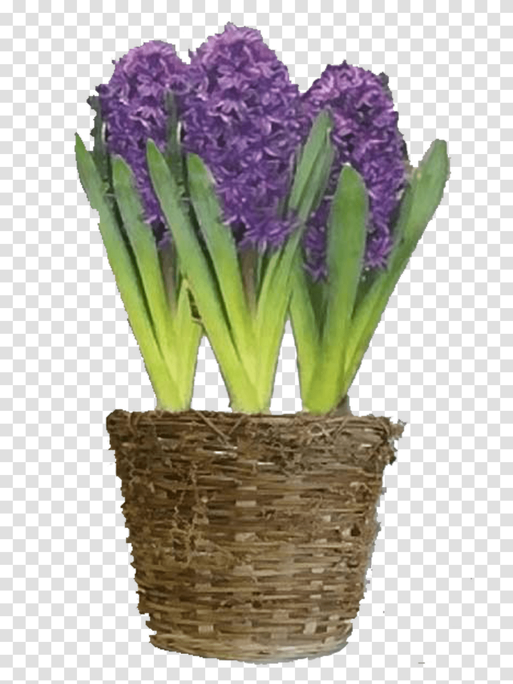 Purple Hyacinth Flower Bulb Gift Basket Hyacinth, Plant, Blossom, Lavender, Iris Transparent Png