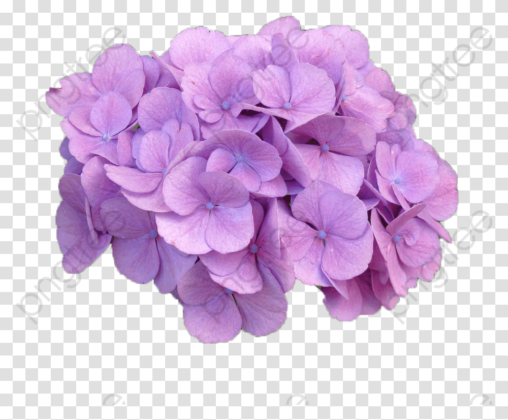 Purple Hydrangea Purple Hydrangea, Geranium, Flower, Plant, Blossom Transparent Png