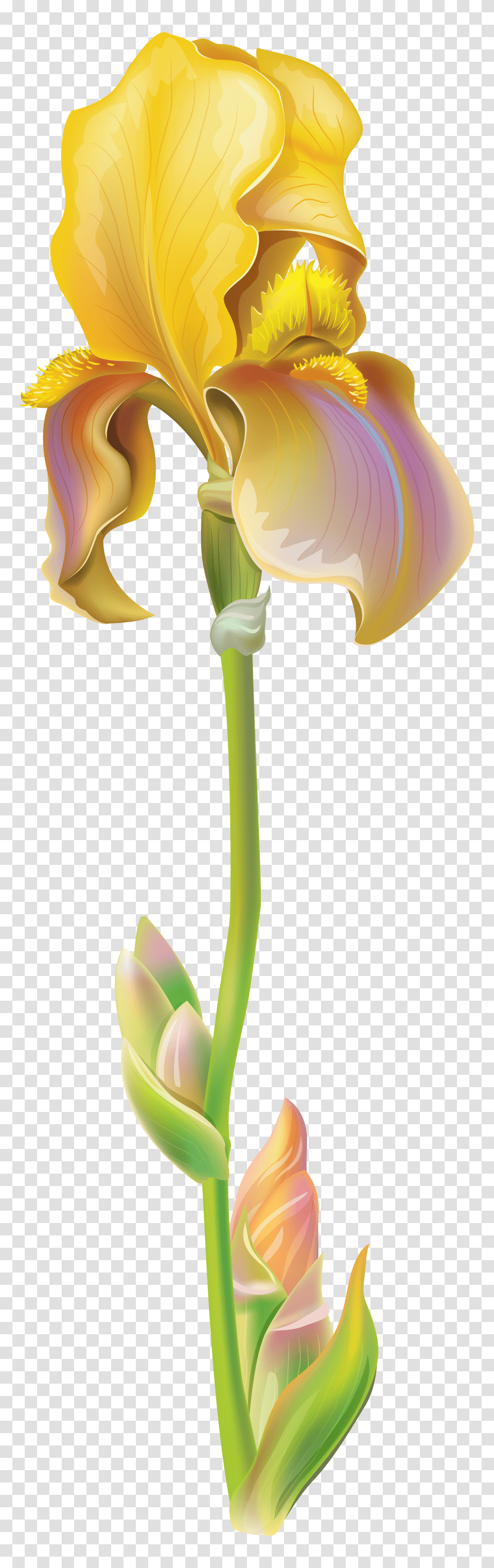 Purple Iris Flower Clipart, Plant, Blossom, Petal, Daffodil Transparent Png