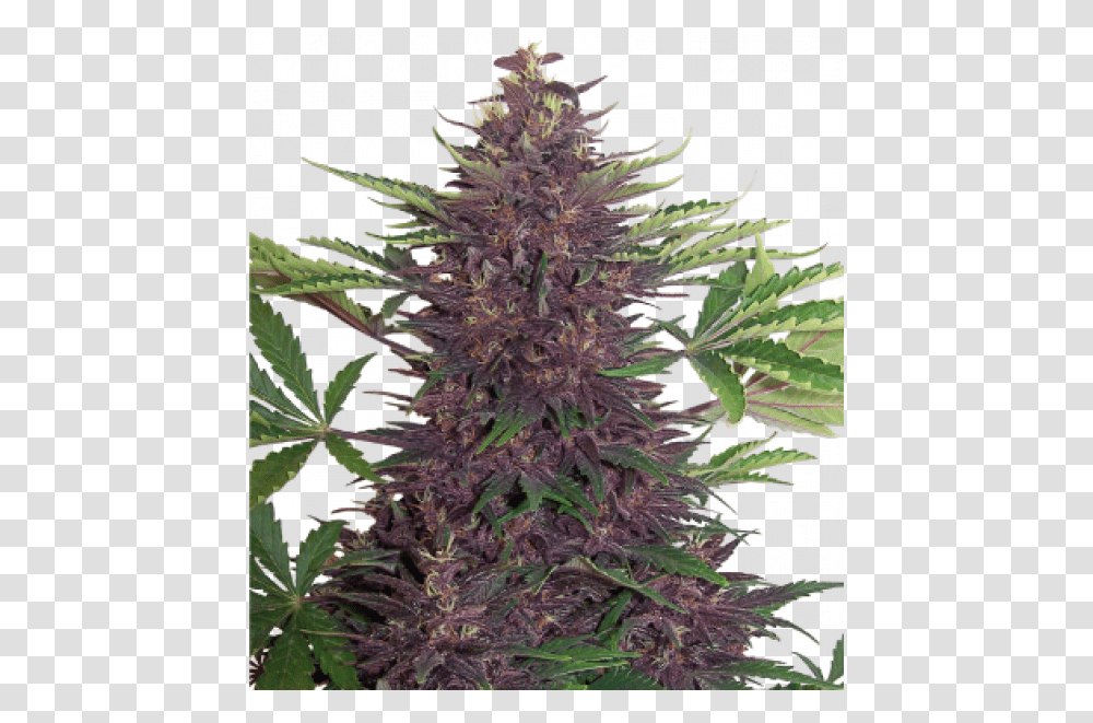 Purple Kush Auto Purple Kush Buddha Seeds, Plant, Grass, Hemp, Weed Transparent Png