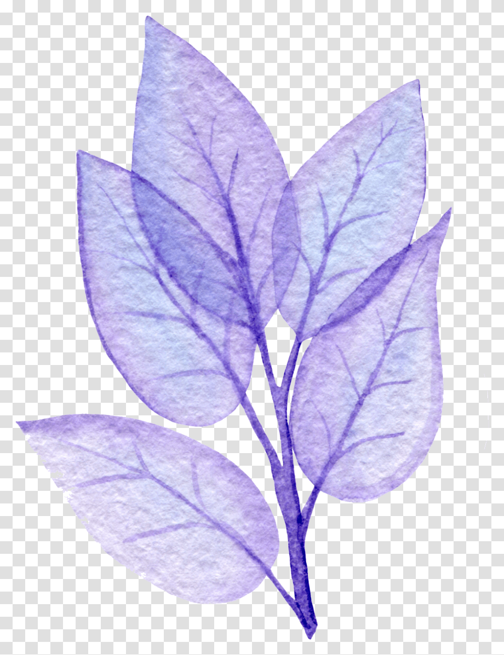 Purple Leaf No Line Tree Of Life Woman Twig, Geranium, Flower, Plant, Blossom Transparent Png