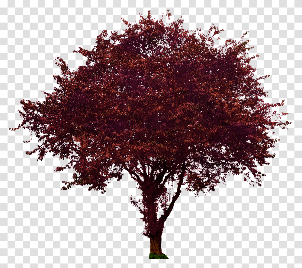 Purple Leaf Plum Maroon Maple Transparent Png