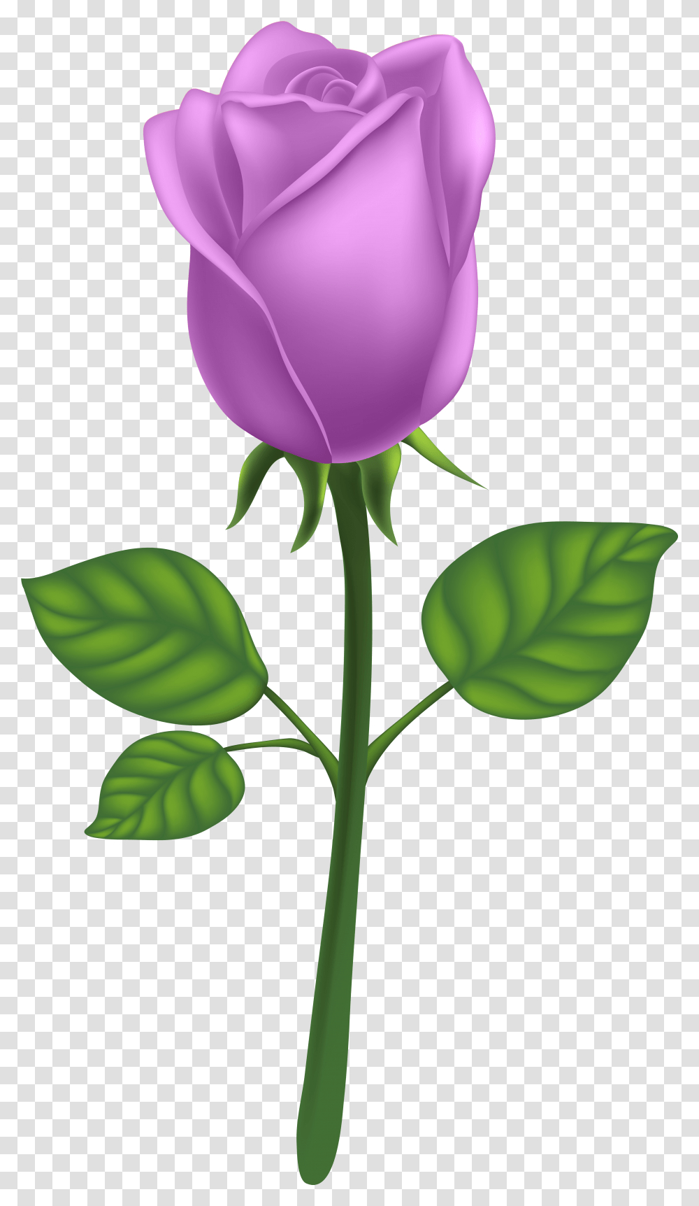 Purple Long Stem Rose Clipart Background Pink Rose, Flower, Plant, Blossom, Petal Transparent Png