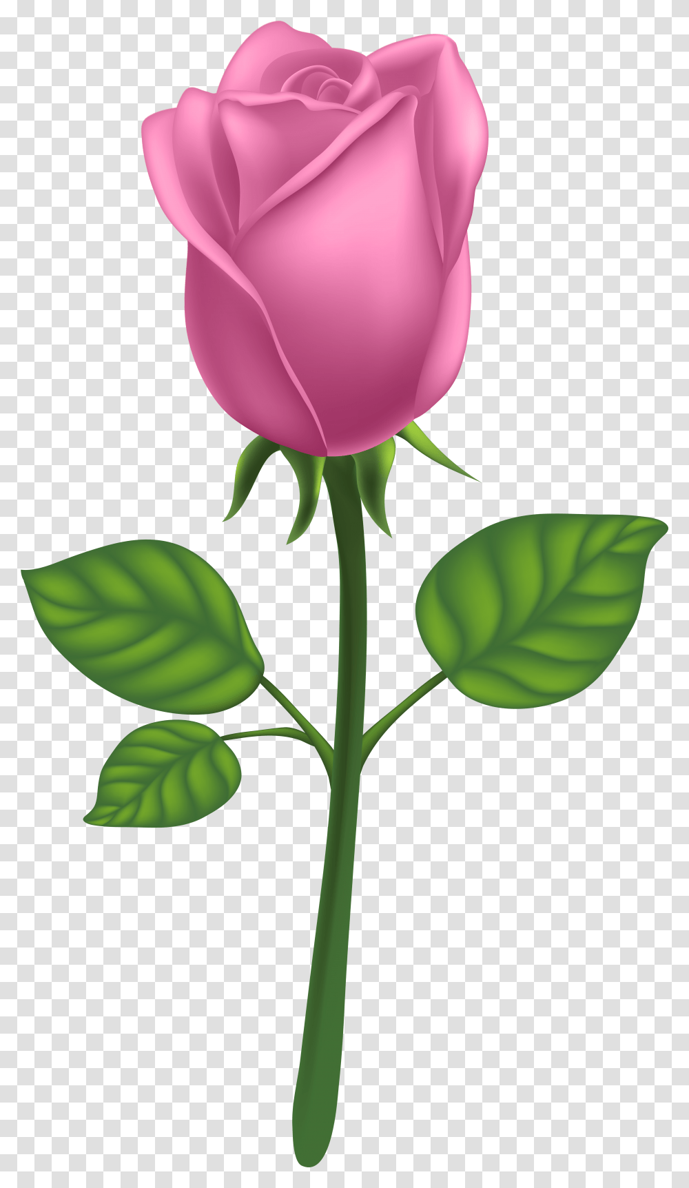 Purple Long Stem Rose Pink Rose, Flower, Plant, Blossom, Petal Transparent Png