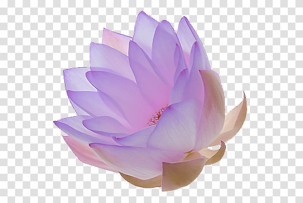 Purple Lotus Flower, Rose, Plant, Blossom, Petal Transparent Png