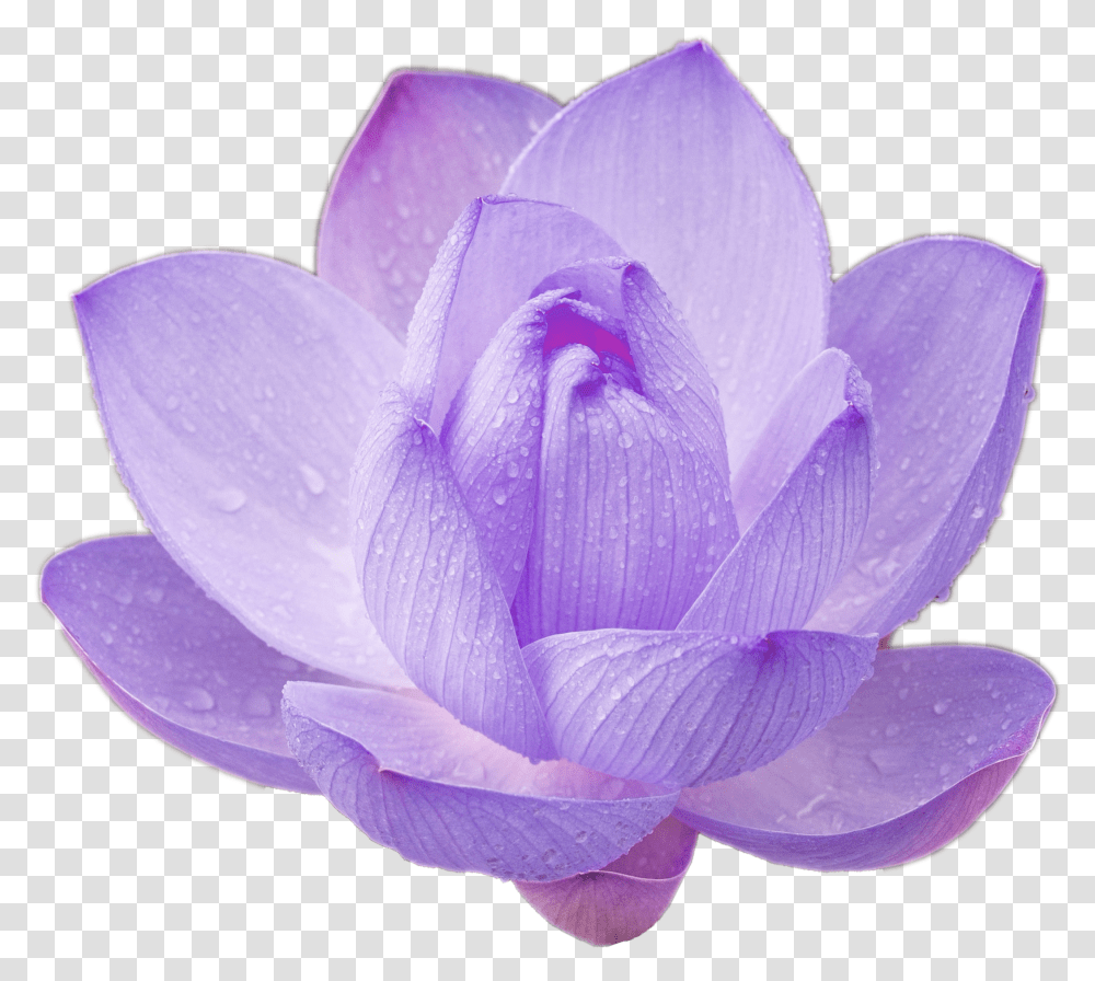 Purple Lotus Flowers Transparent Png