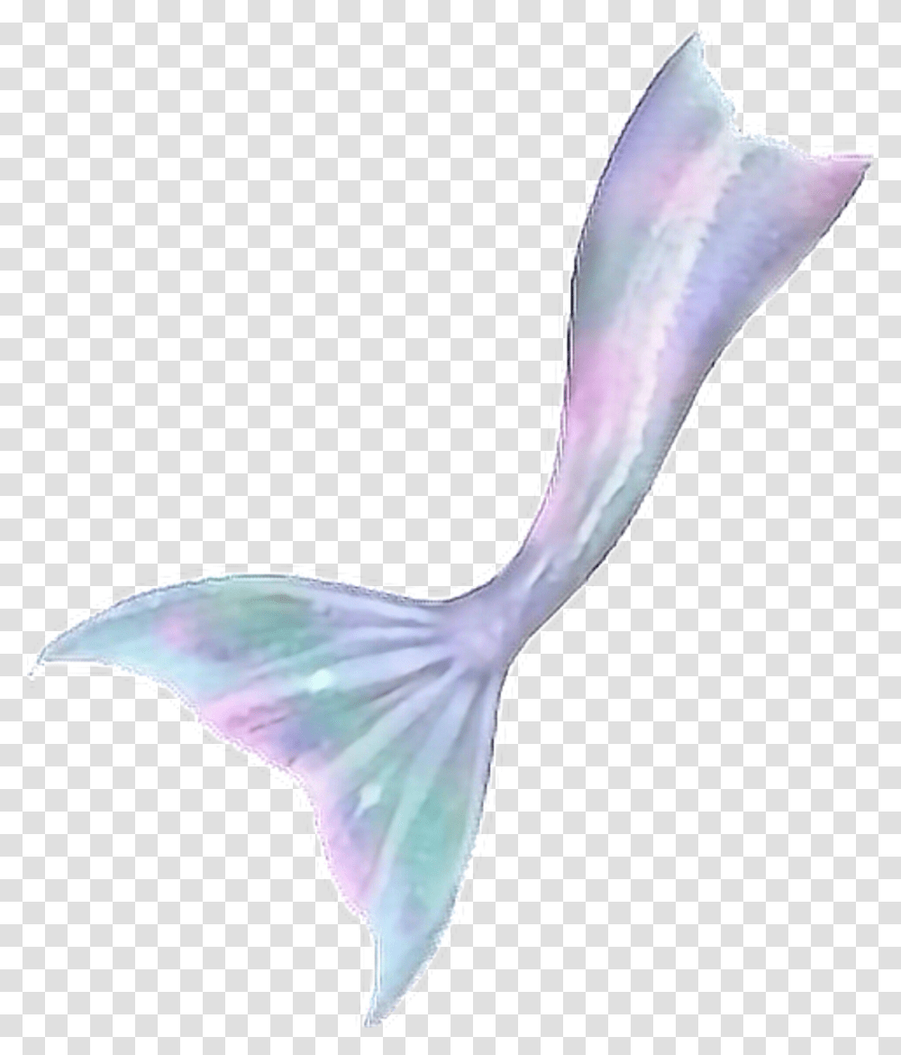 Purple Mermaid Tail, Bird, Animal, Sea Life, Invertebrate Transparent Png