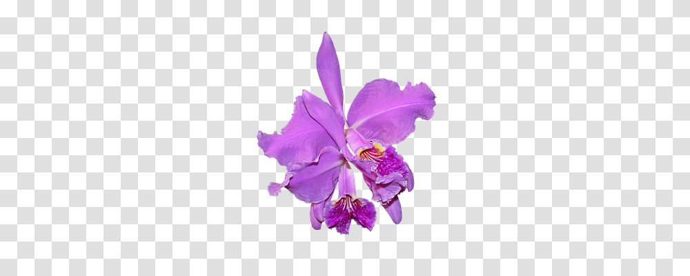 Purple Orchid Nature, Plant, Flower, Blossom Transparent Png