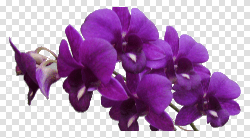 Purple Orchid Background, Plant, Geranium, Flower, Blossom Transparent Png