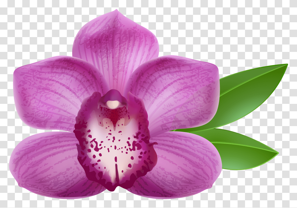 Purple Orchid Clip Art Image Purple Orchid Flower Transparent Png