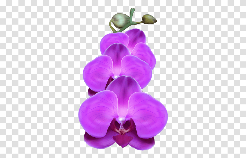Purple Orchid Clip Art Purple Orchid Flower, Plant, Blossom, Geranium Transparent Png