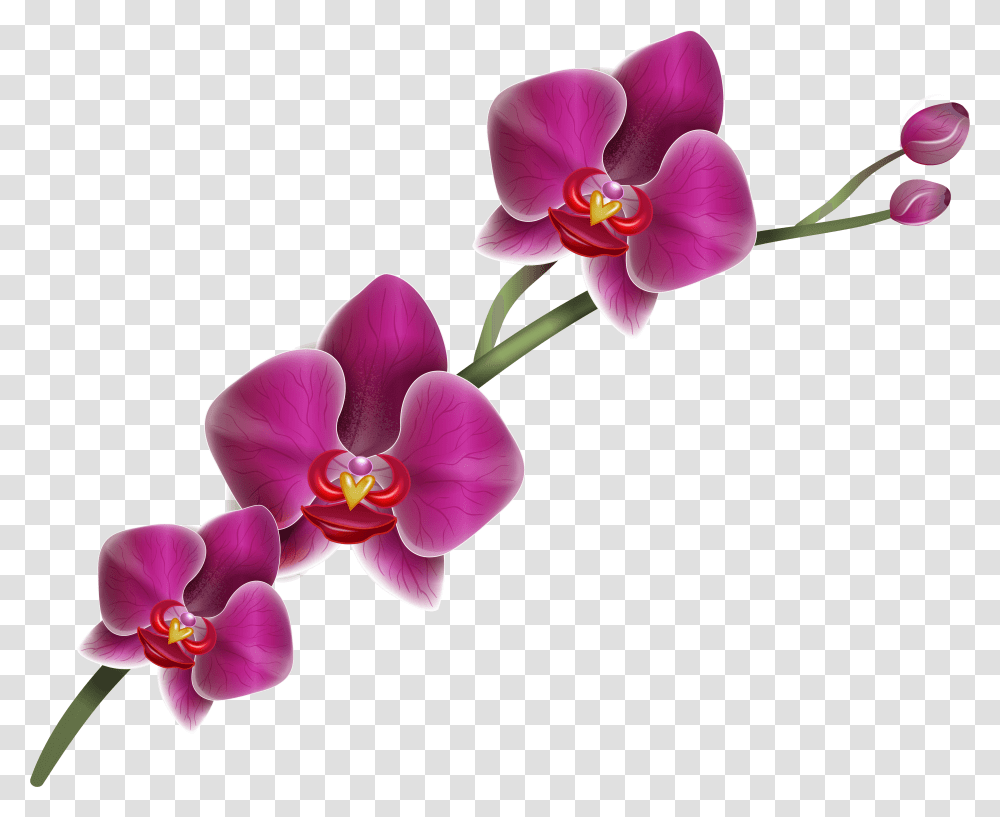 Purple Orchid Clipart Image Purple Orchid Background, Plant, Flower, Blossom, Geranium Transparent Png