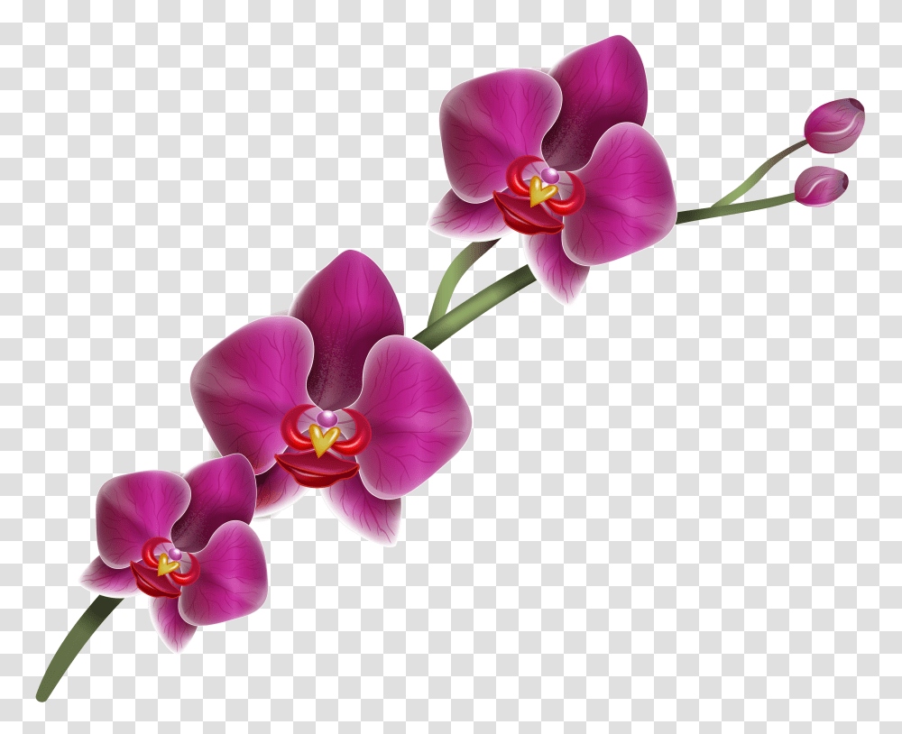 Purple Orchid Clipart, Plant, Flower, Blossom, Geranium Transparent Png