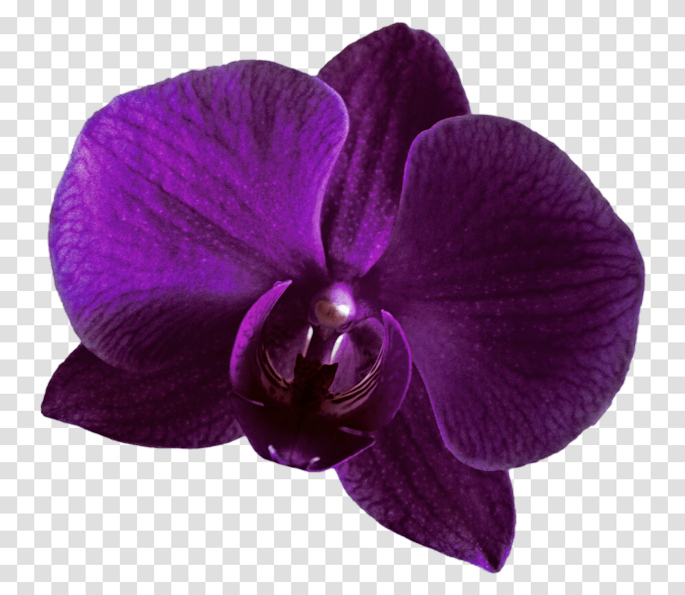 Purple Orchid Flower, Plant, Blossom, Geranium, Person Transparent Png