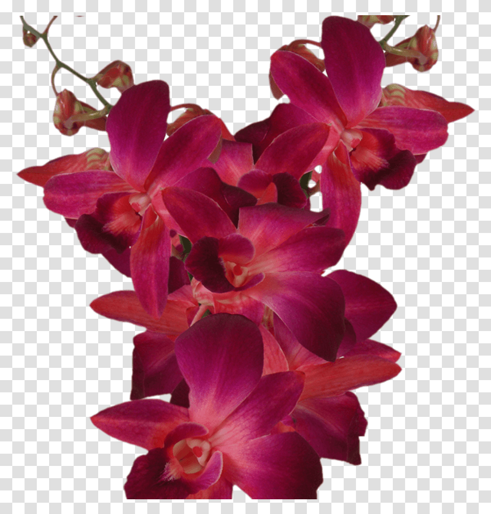 Purple Orchid Flowers For Sale Online Dendrobium Red, Plant, Blossom, Geranium, Flower Arrangement Transparent Png