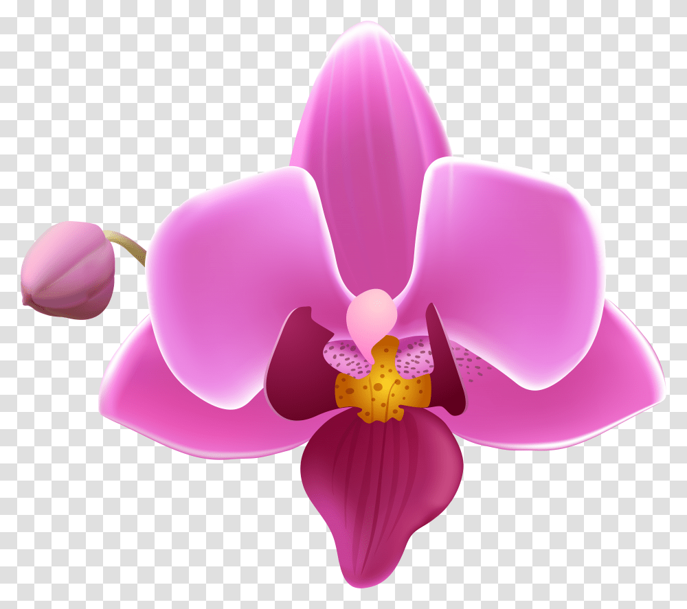 Purple Orchid Orchid Flower Transparent Png