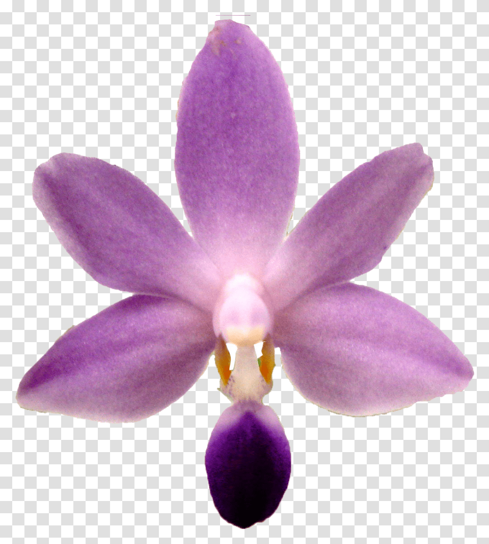 Purple Orchid, Plant, Flower, Blossom Transparent Png