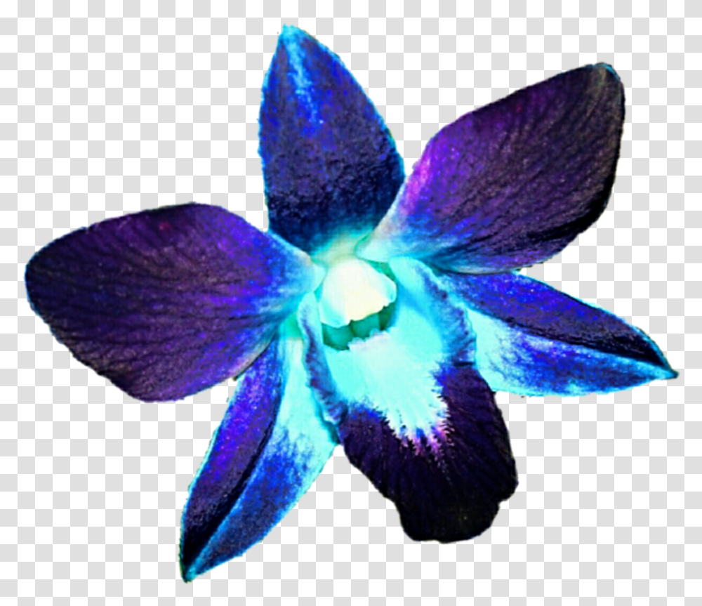 Purple Orchid V, Plant, Petal, Flower, Blossom Transparent Png