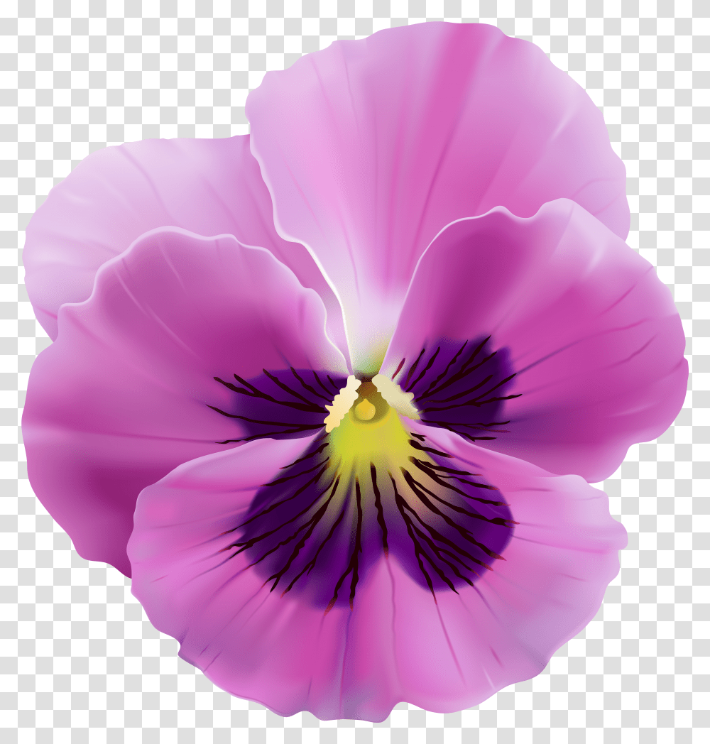 Purple Pansy Flower Transparent Png
