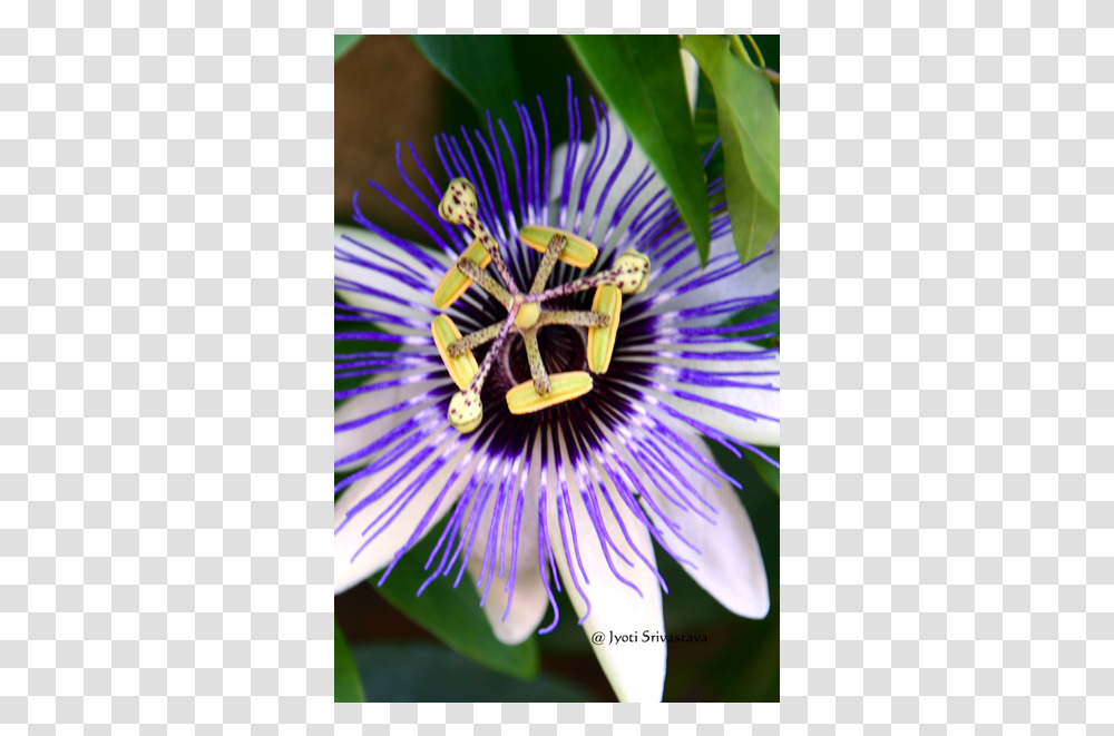 Purple Passionflower, Anther, Plant, Pollen, Photography Transparent Png