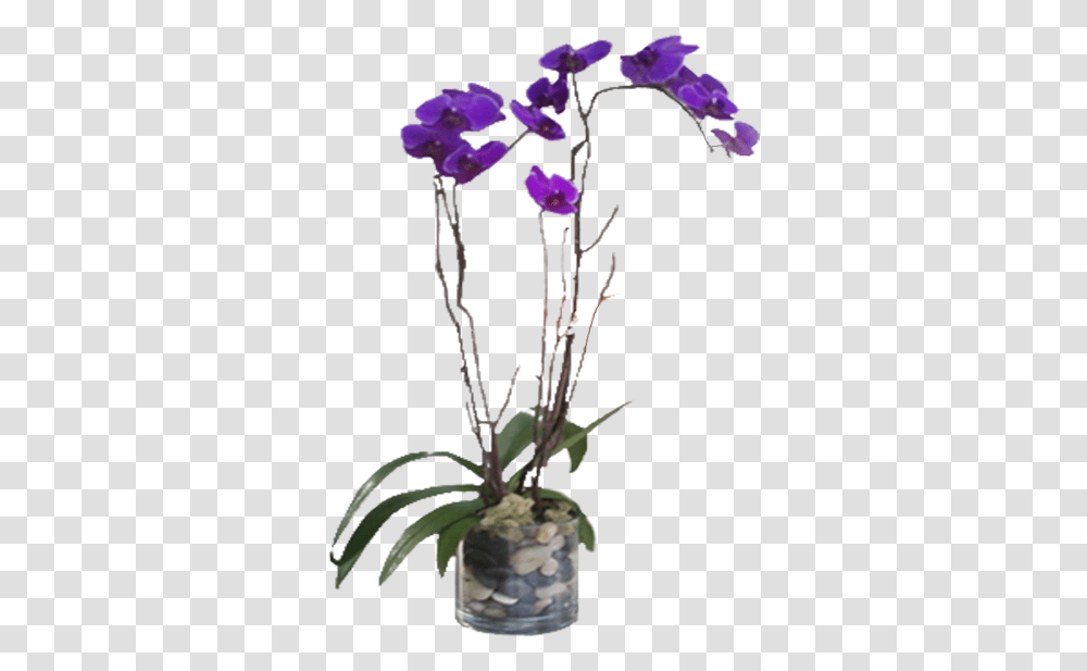 Purple Phalaenopsis Orchid, Plant, Flower, Blossom, Iris Transparent Png