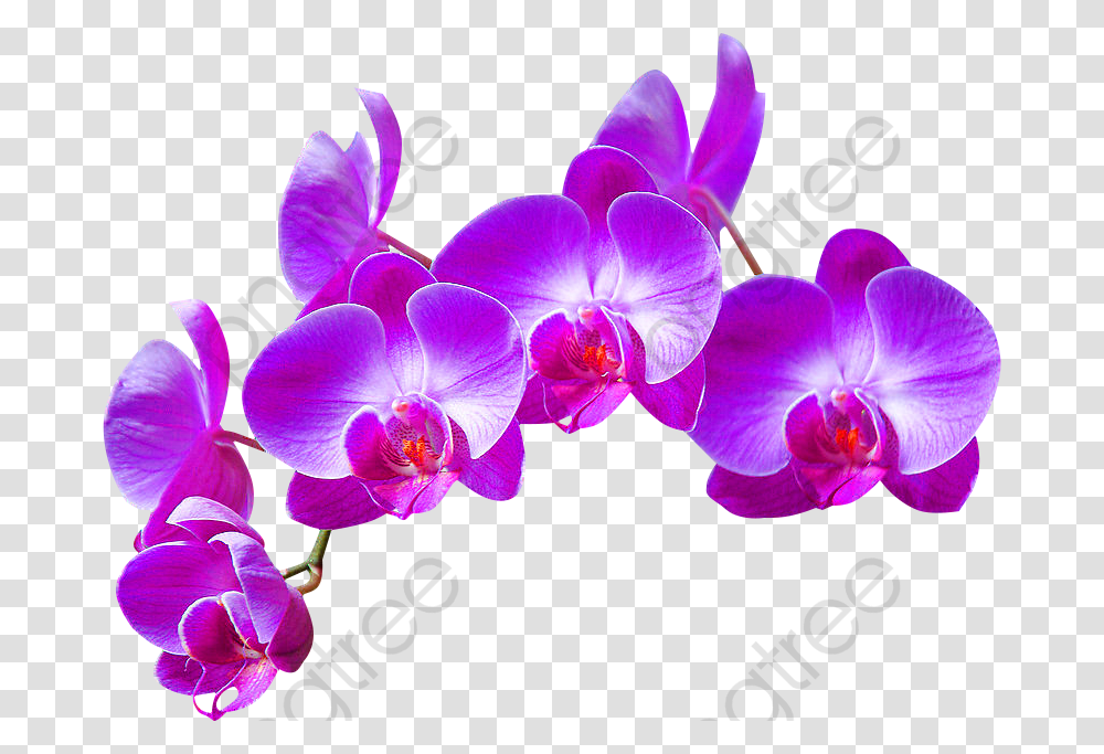 Purple Phalaenopsis, Plant, Flower, Blossom, Orchid Transparent Png