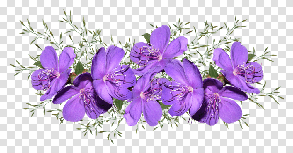 Purple Pink Flower, Geranium, Plant, Blossom, Petal Transparent Png