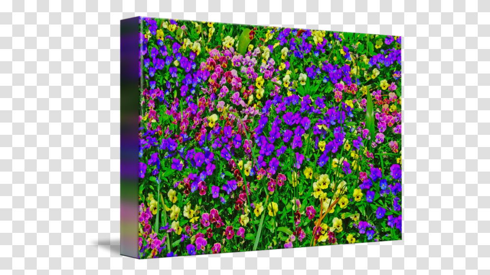 Purple Pink Yellow Flowers Bright Colors By Brian Young Yellow Green Purple Pink, Plant, Blossom, Geranium, Collage Transparent Png