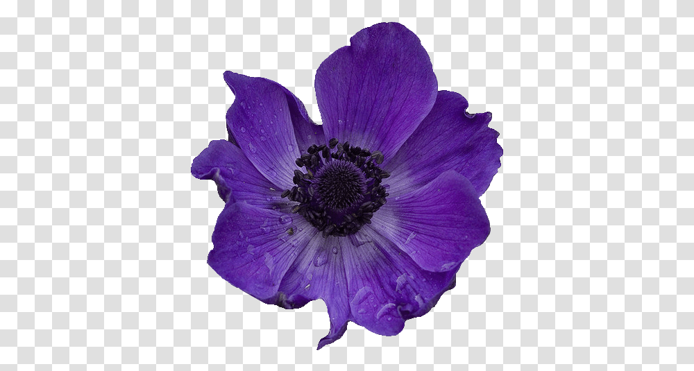 Purple Poppy, Anemone, Flower, Plant, Blossom Transparent Png