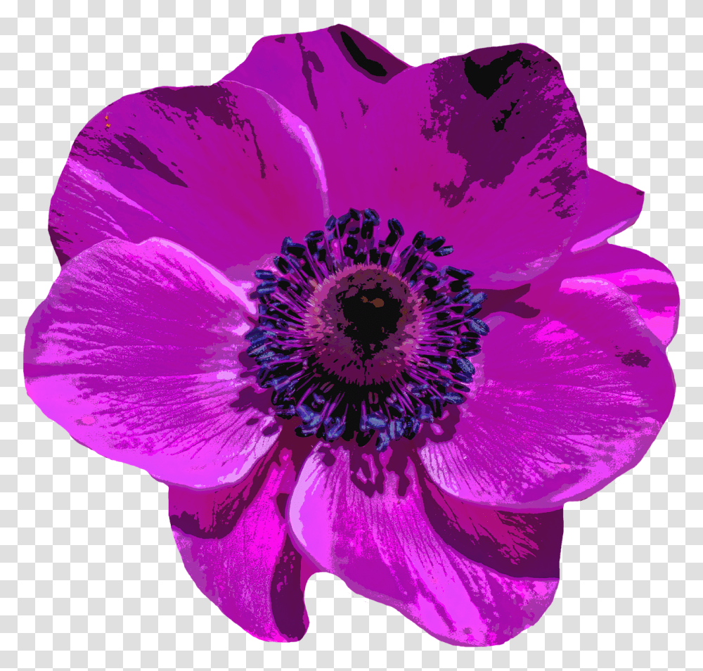 Purple Poppy Background, Plant, Anemone, Flower, Blossom Transparent Png