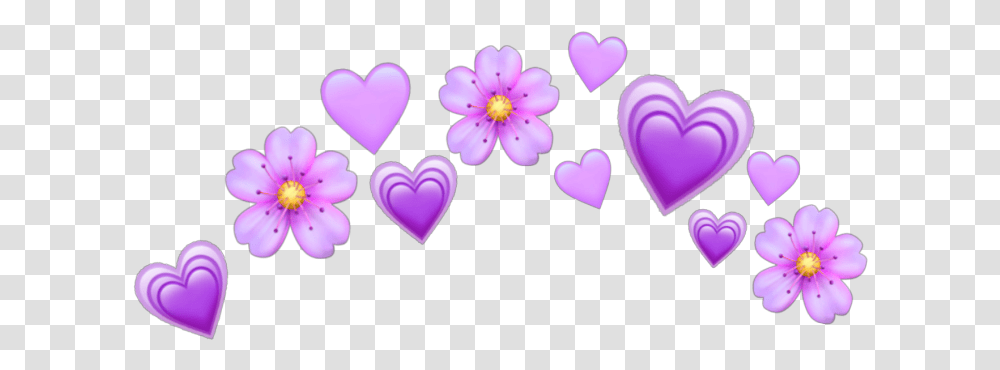 Purple Purpleheart Hearts Heart Crown Heartcrown Purple Heart Crown, Petal, Flower, Plant, Blossom Transparent Png