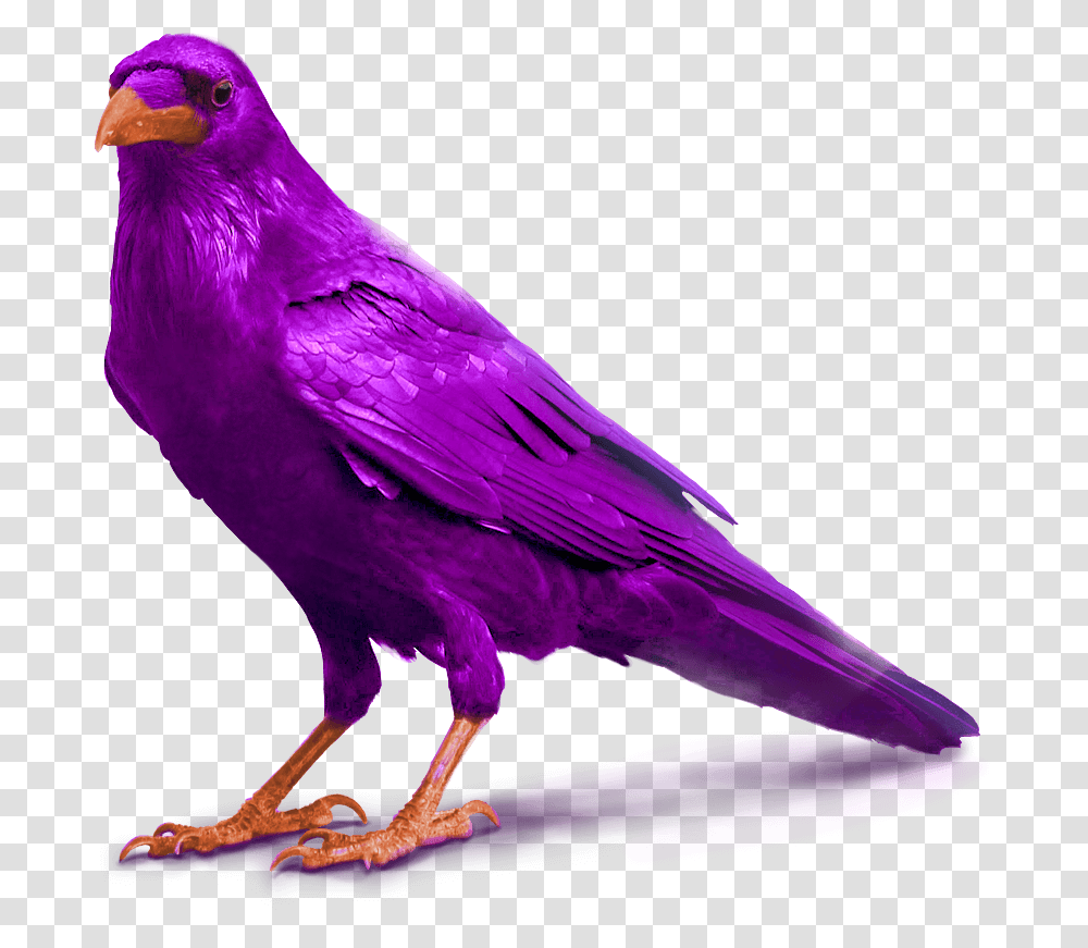 Purple Raven Bird Image Standing For Slider Background Crow, Animal, Canary, Finch Transparent Png