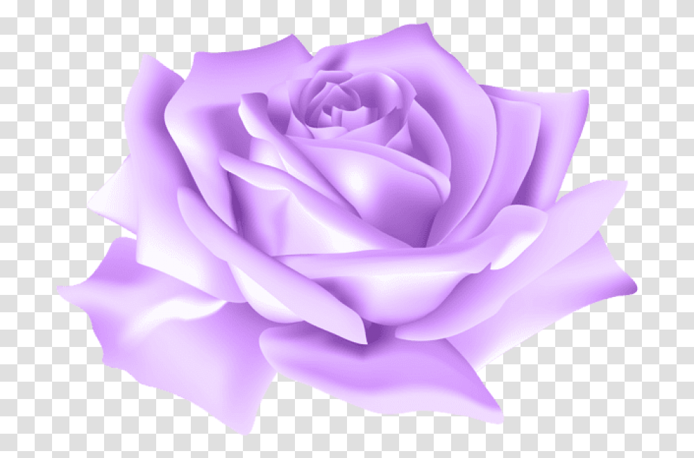 Purple Rose Background Blue Rose, Flower, Plant, Blossom, Cream Transparent Png
