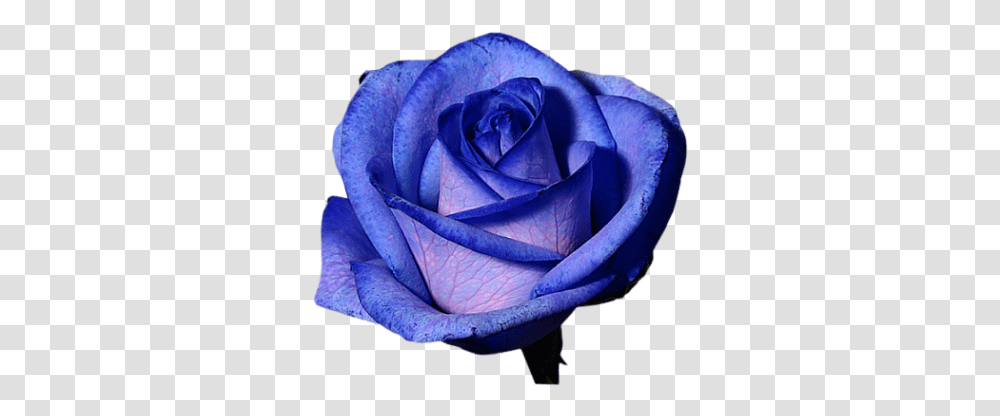 Purple Rose Background Blue Rose, Flower, Plant, Blossom, Petal Transparent Png