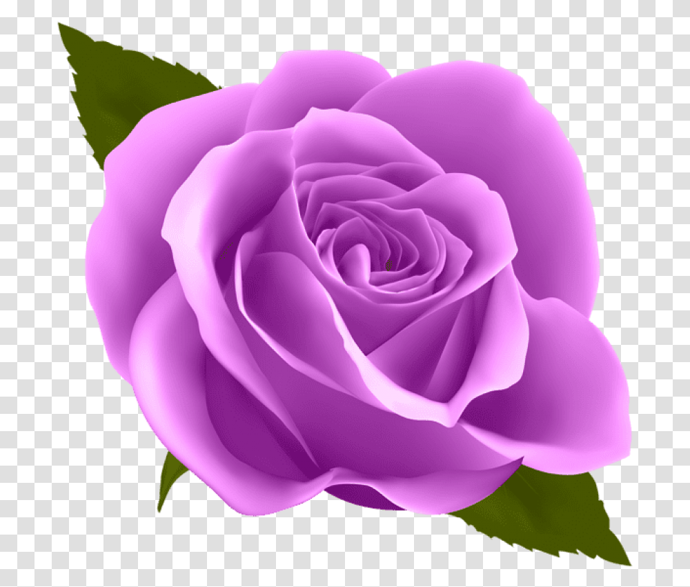 Purple Rose Blue Rose, Flower, Plant, Blossom Transparent Png