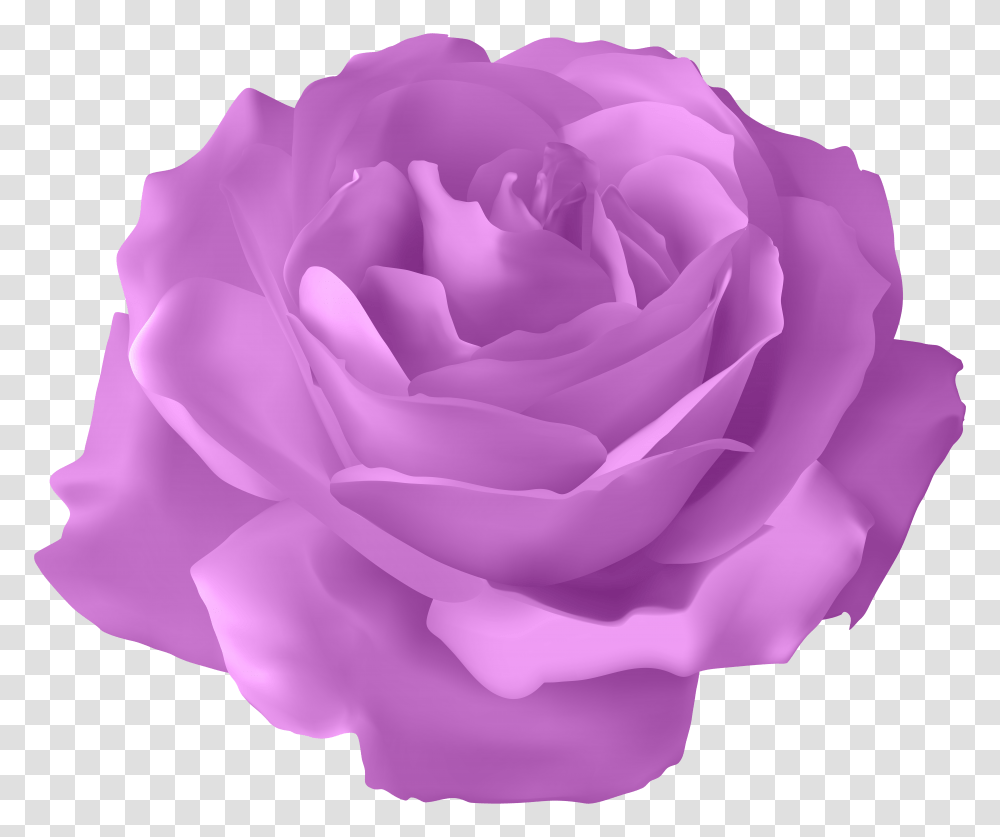 Purple Rose Clip Art Image Clipart Purple Rose Flower, Plant, Blossom, Petal Transparent Png