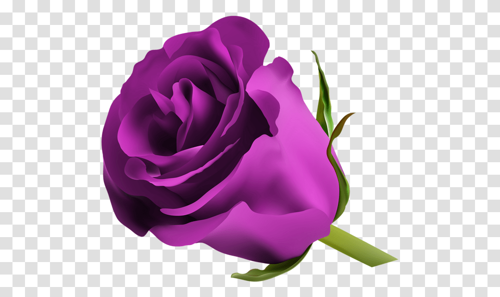 Purple Rose Clip Art Image Pink Red Purple Roses, Flower, Plant, Blossom Transparent Png